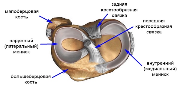 строение мениска