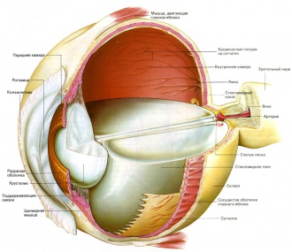 анатомия человеческого глаза