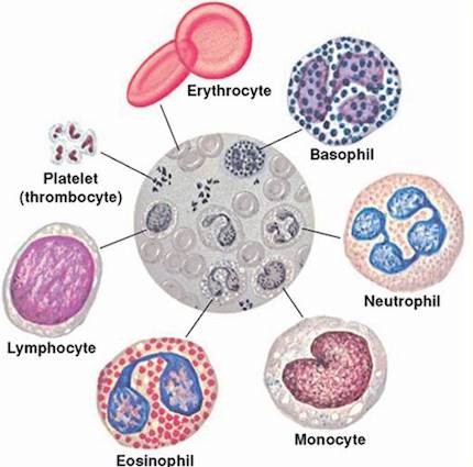 Морфология клеток крови в норме